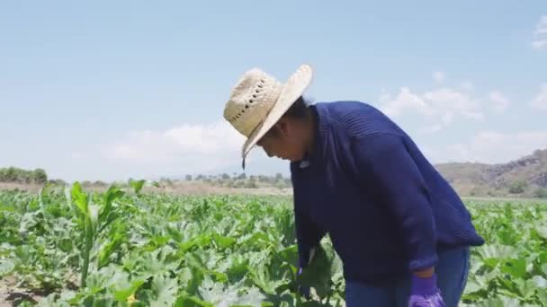 Mexicana recogiendo calabaza mexicana en plantación — Vídeo de stock