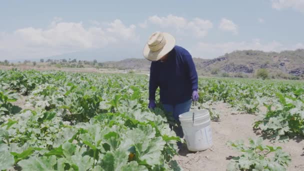 A farmer holding courgette,mexican squash — Vídeo de stock