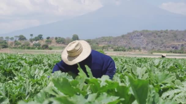 Un granjero con calabacín, calabaza mexicana — Vídeo de stock