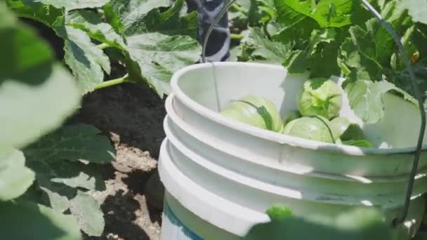 Mexicana squash em um balde de plástico — Vídeo de Stock
