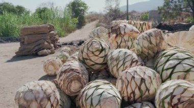 Agave pineapples ready for the production of mezcal in oaxaca Mexico