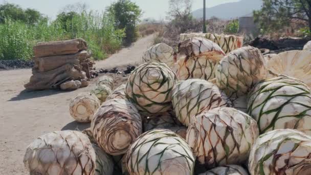 Agave Nanas Siap Untuk Produksi Mezcal Oaxaca Meksiko — Stok Video