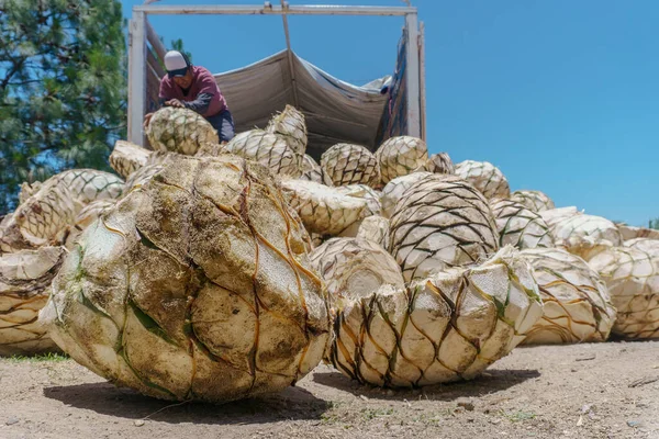 Man Unloads Agave Pineapples Mezcal Selective Focus — Foto de Stock