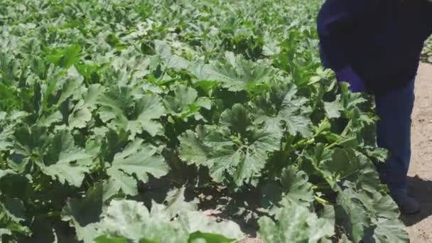 Cultivador Hispano Exitoso Plantación Calabacines Durante Cosecha — Vídeo de stock
