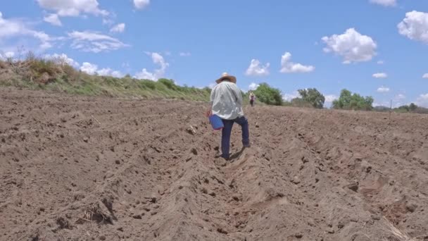 Agricultor Mexicano Plantando Maíz Vista Panorámica Imágenes Alta Calidad — Vídeos de Stock