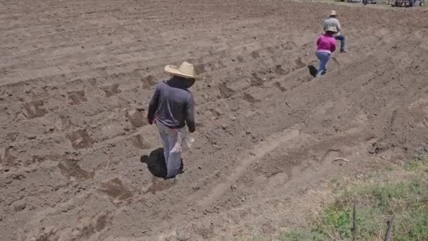 Крестьяне Мексики Сажают Кукурузу Высококачественные Кадры — стоковое видео