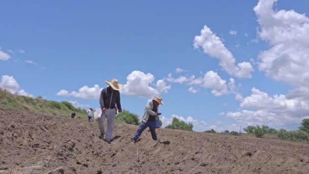 Agriculteur Dans Champ Pendant Plantation Maïs Images Haute Qualité — Video