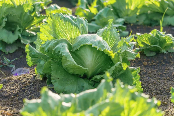 Iceberg lettuce growing in the field in Mexico