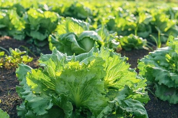 Iceberg lettuce growing in the field in Mexico