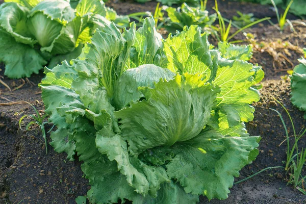 Iceberg lettuce growing in the field in Mexico. High quality photo