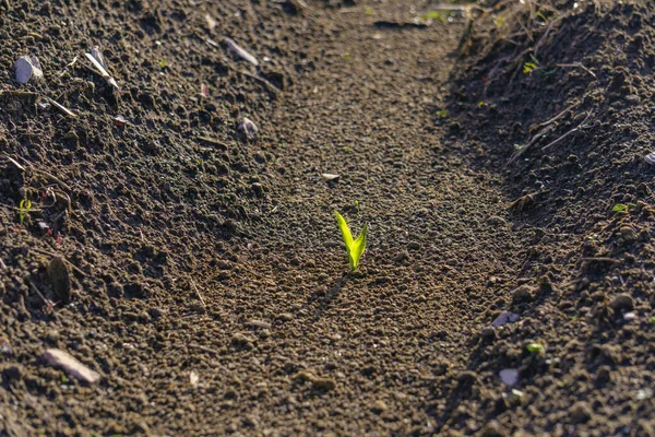 Ung Majs Coleoptile Knopp Fältet — Stockfoto