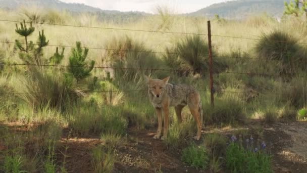 Coyote Moves Brush Volcano Iztaccihuatl Mexico — Stok video
