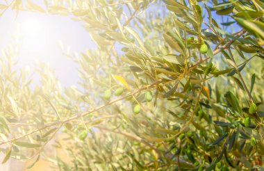 Güneş ışığında ağaçta yeşil zeytin. Seçici odak