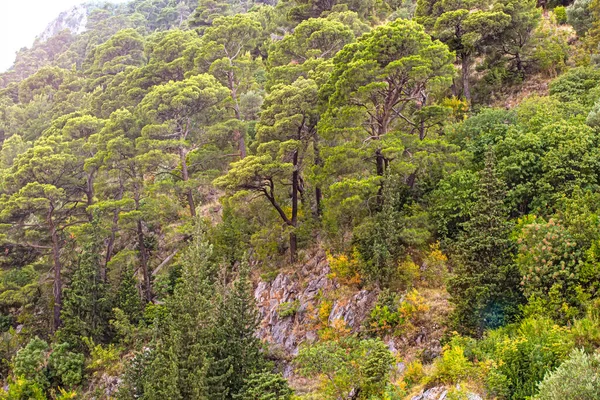 몬테네그로 산악의 소나무 숲. 삼 나무가 있는 산악 풍경. — 스톡 사진