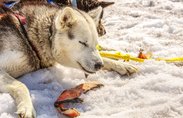 Huskies in a team has a rest and eats fish. Kamchatka peninsula — Stock Photo, Image