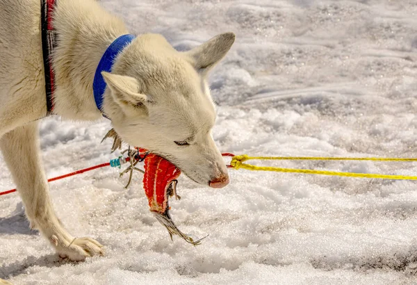 Huskies in a team has a rest and eats fish. Kamchatka peninsula — Stock Photo, Image