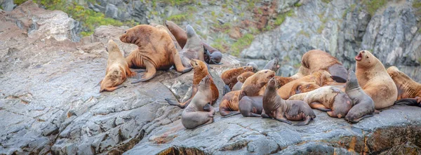 Grupo de Leões do Mar sentam-se em uma rocha perto do Oceano Pacífico, Península de Kamchatka — Fotografia de Stock