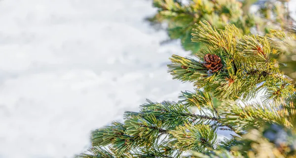 Çam ağacından bir dala yakın plan ve kar zemininde kopyalama alanı ile koni — Stok fotoğraf