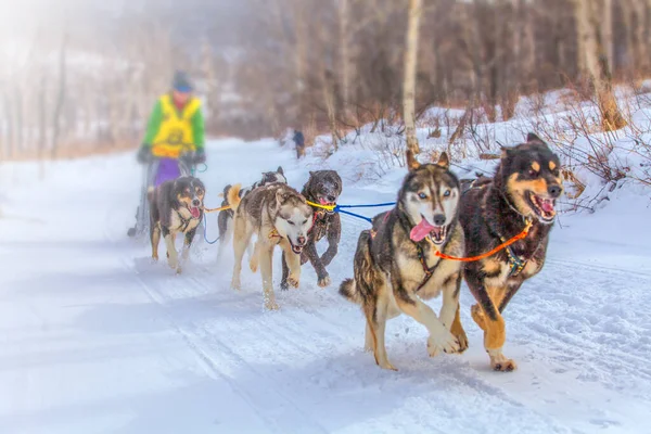 Kışın kar üzerinde kızak köpeği yarış kızağı arkasında saklanıyor ezme — Stok fotoğraf