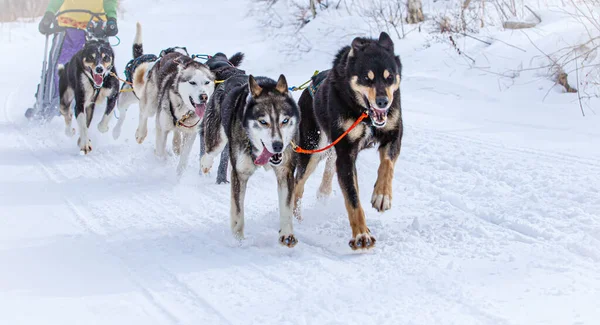 Musher escondido detrás del trineo en la carrera de trineos en la nieve en invierno —  Fotos de Stock