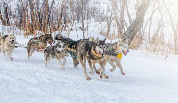 Trineo perros carrera en la nieve en invierno en la península de Kamchatka —  Fotos de Stock