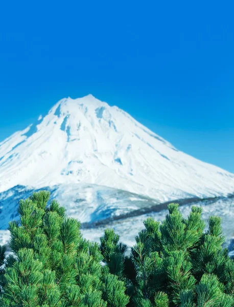 Zielone gałęzie cedru przeciwko wulkanowi i błękitnemu niebu — Zdjęcie stockowe