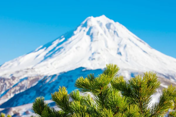 Ramas de cedro verde contra el volcán y el cielo azul — Foto de Stock