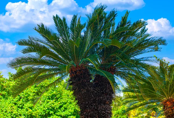 Pálmafa kék égbolttal, trópusi háttérrel. Szelektív fókusz — Stock Fotó
