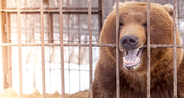 Brown bear in a cage in Kamchatka Peninsula. Selective focus — Stock Photo, Image