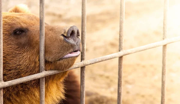 Urso marrom em uma jaula na luz direcional quente. Foco seletivo. Península de Kamchatka — Fotografia de Stock