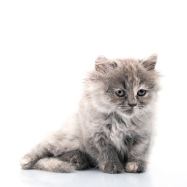 küçük kedi