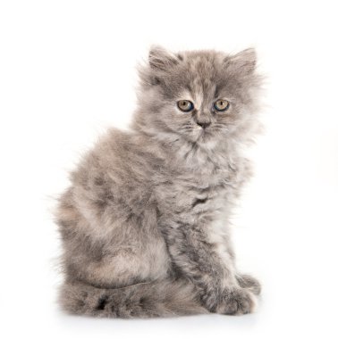 küçük kedi