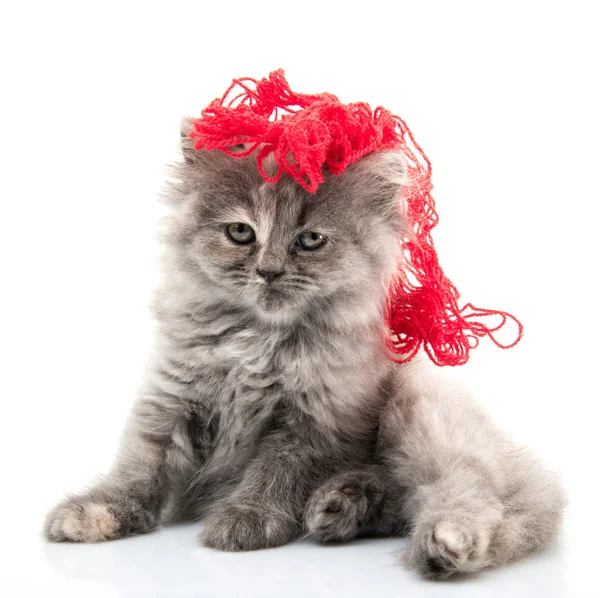 Little cat — Stock Photo, Image