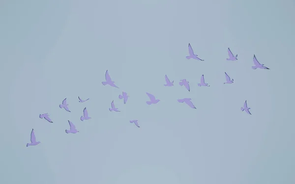 3D rendering flying birds flock silhouettes on wall cut out background. pigeon outline. symbol of freedom.