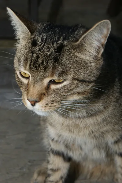 Grey domestic cat — Stock Photo, Image