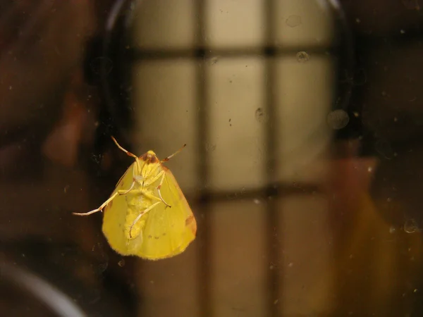 Mariposa amarilla — Foto de Stock