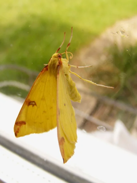 Gelber Schmetterling — Stockfoto