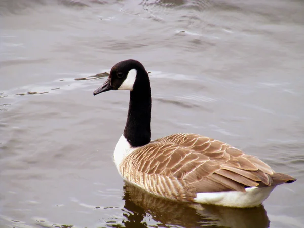 Канада Goose — стоковое фото