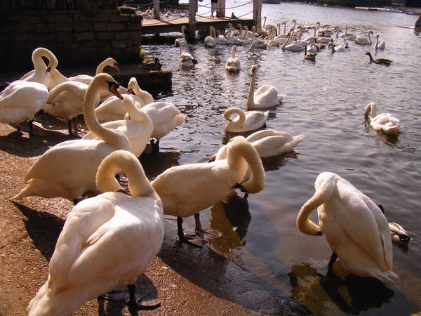 Swans flock — Stock Photo, Image