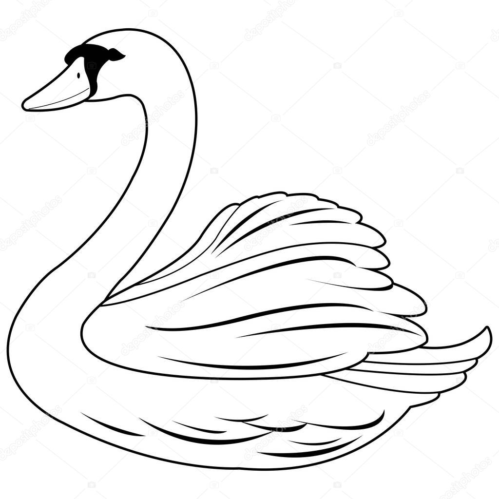 A beautiful white swan. Vector black and white coloring page
