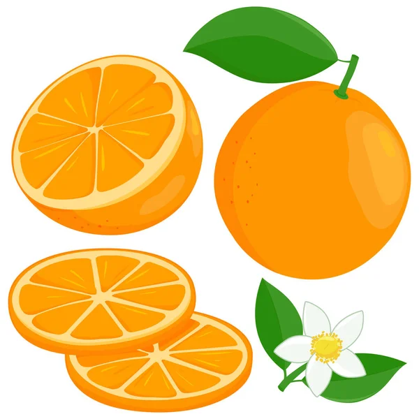 Ganze Und Scheiben Geschnittene Orangenfrüchte Orangenblüten Und Blätter Vektorillustration — Stockvektor
