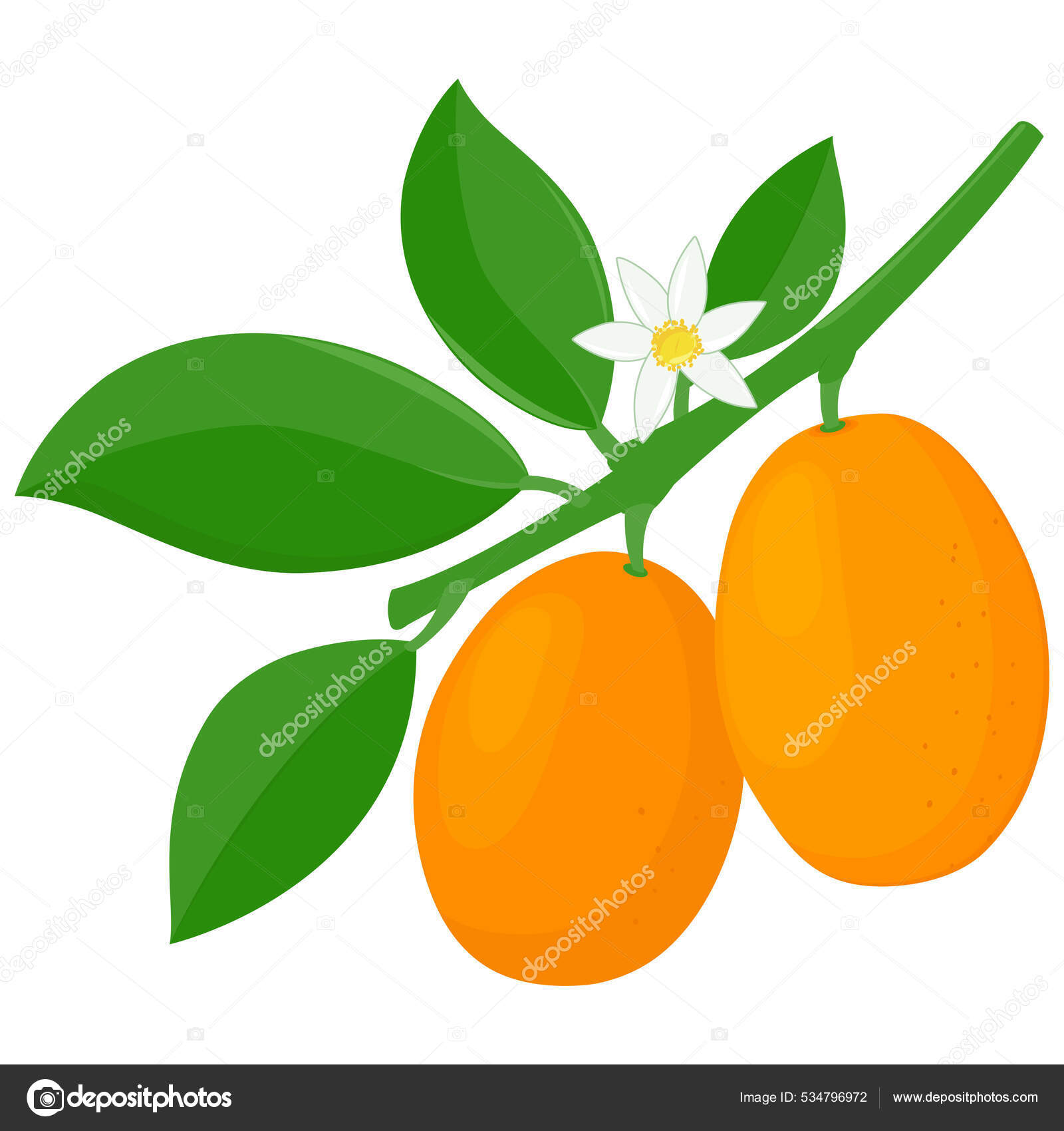 45 Cumquat-stockillustrasjoner | DepositPhotos, image size:1600x1700