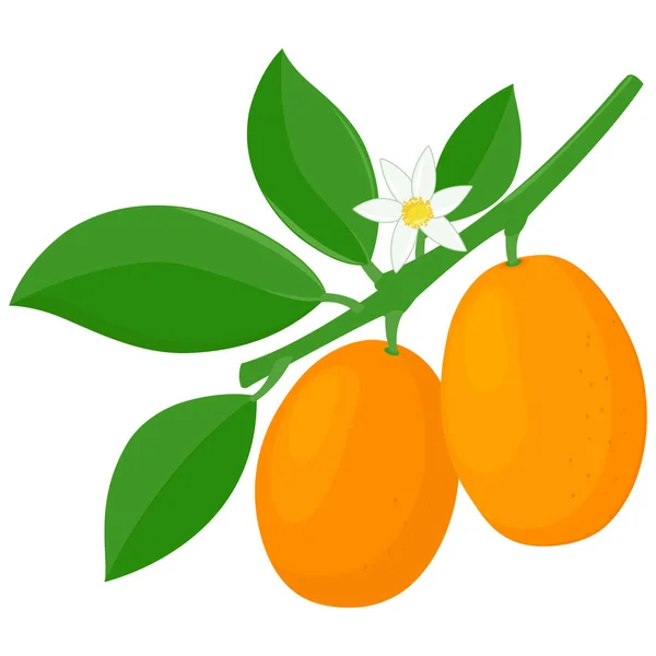 Ramo Kumquat Con Frutta Fiori Foglie Illustrazione Vettoriale — Vettoriale Stock