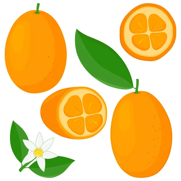 Kumquat Fruta Flores Hojas Ilustración Vectorial — Vector de stock