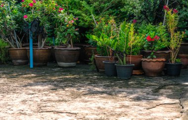 Eski çatlak beton zeminde tropikal saksılar, açık hava çiçek saksıları, eski tarz Asya kil saksısı ve plastik saksı, metin için yer.