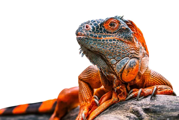 红色或橙色的鬣蜥 从旁边看去 爬到一堆木头上 白色背景上孤立的红鬣蜥 — 图库照片