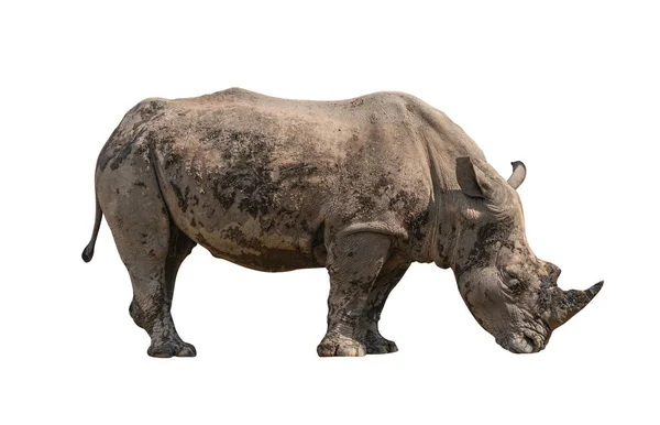 Big Rhino Dried Mud Cover Whole Body Rhino Act Eating — Stock Photo, Image