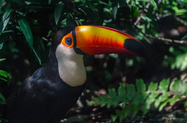 Közelítse Meg Gyönyörűen Színezett Toco Toucan Egy Erdőben Oldalnézetből Toco — Stock Fotó