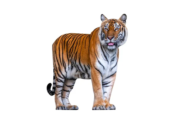 Portrait Bengal Tiger Standing Isolated Bengal Tiger White Background — Stock Photo, Image