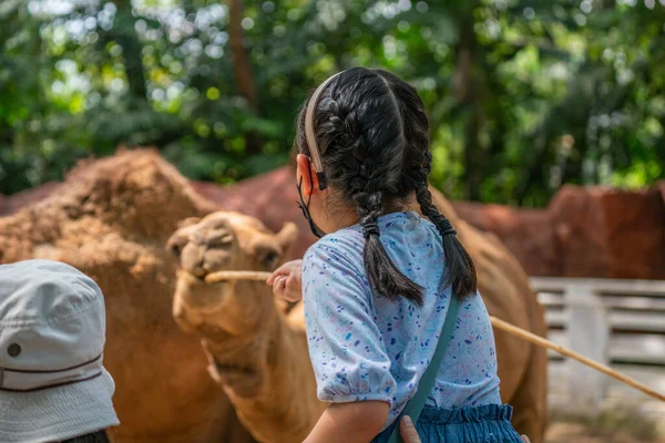 Вид Сзади Азиатскую Девочку Кормит Верблюдов Зоопарке Используя Деревянную Палку — стоковое фото